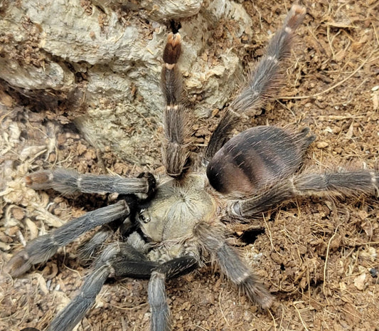 Amazonius sp. 'Ecuador'