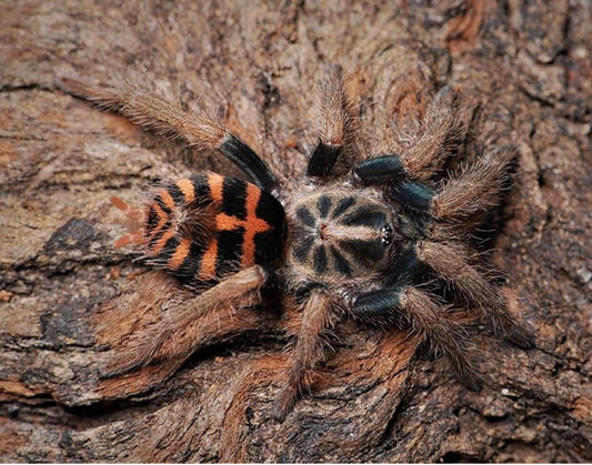 Davus sp. chiapas (Chiapas Tiger Rump)