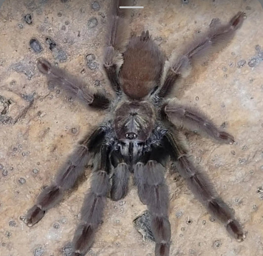 Psalmopoeus sp Santo Domingo