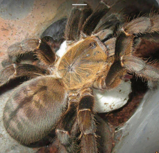 Ornithoctoninae sp. Lamdong