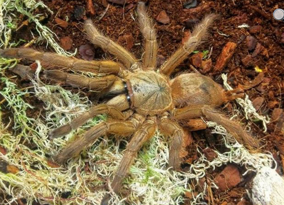 Chilobrachys Guangxiensis (Chinese Fawn)