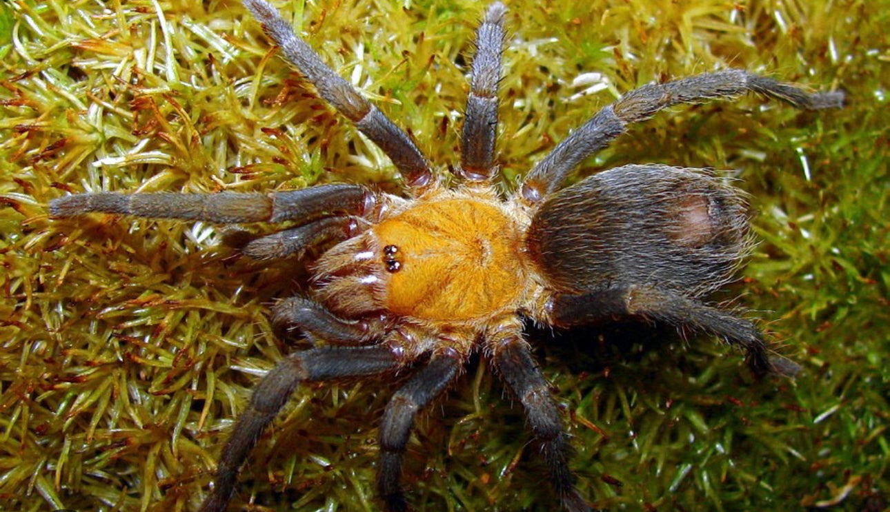 Pseudhapalopus Cundinamarca (Bolivian Orange Bellied Tarantula)