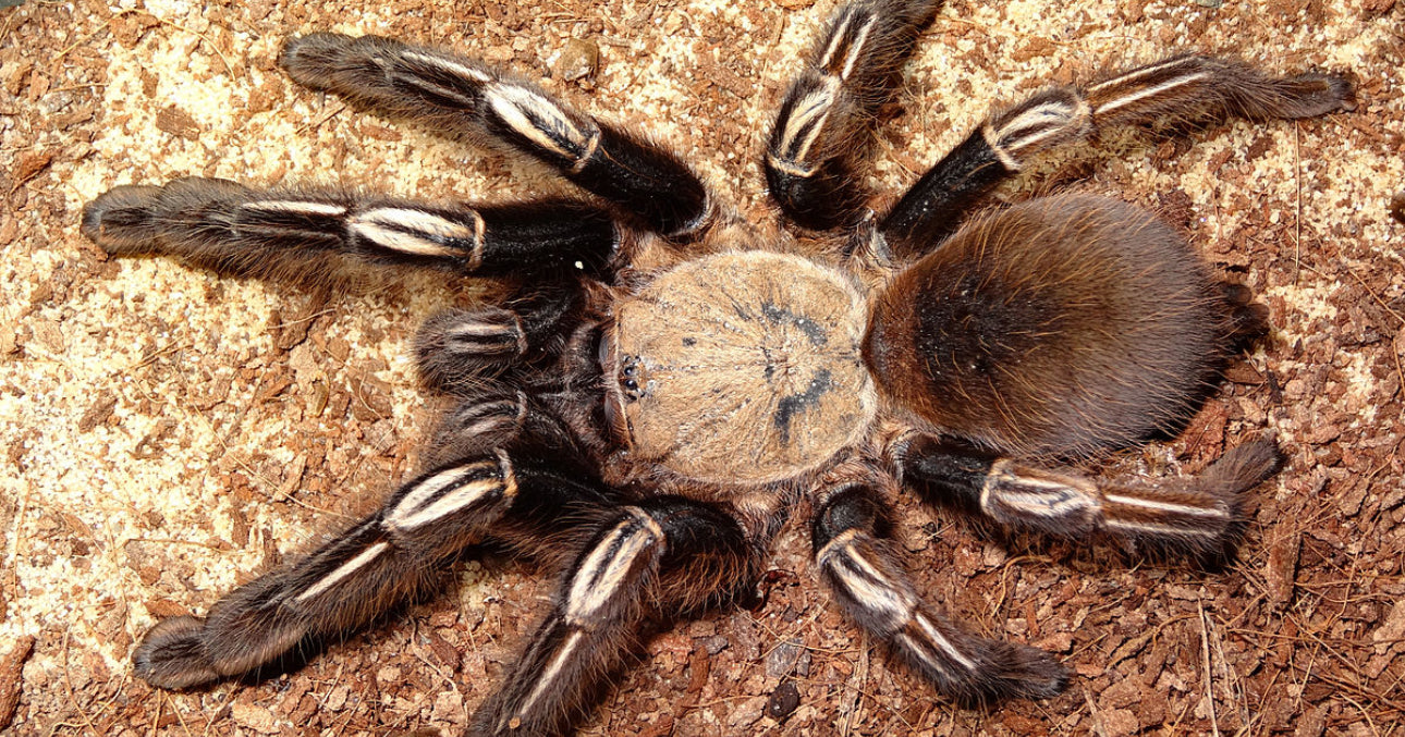 Ephebopus murinus (Skeleton Leg)