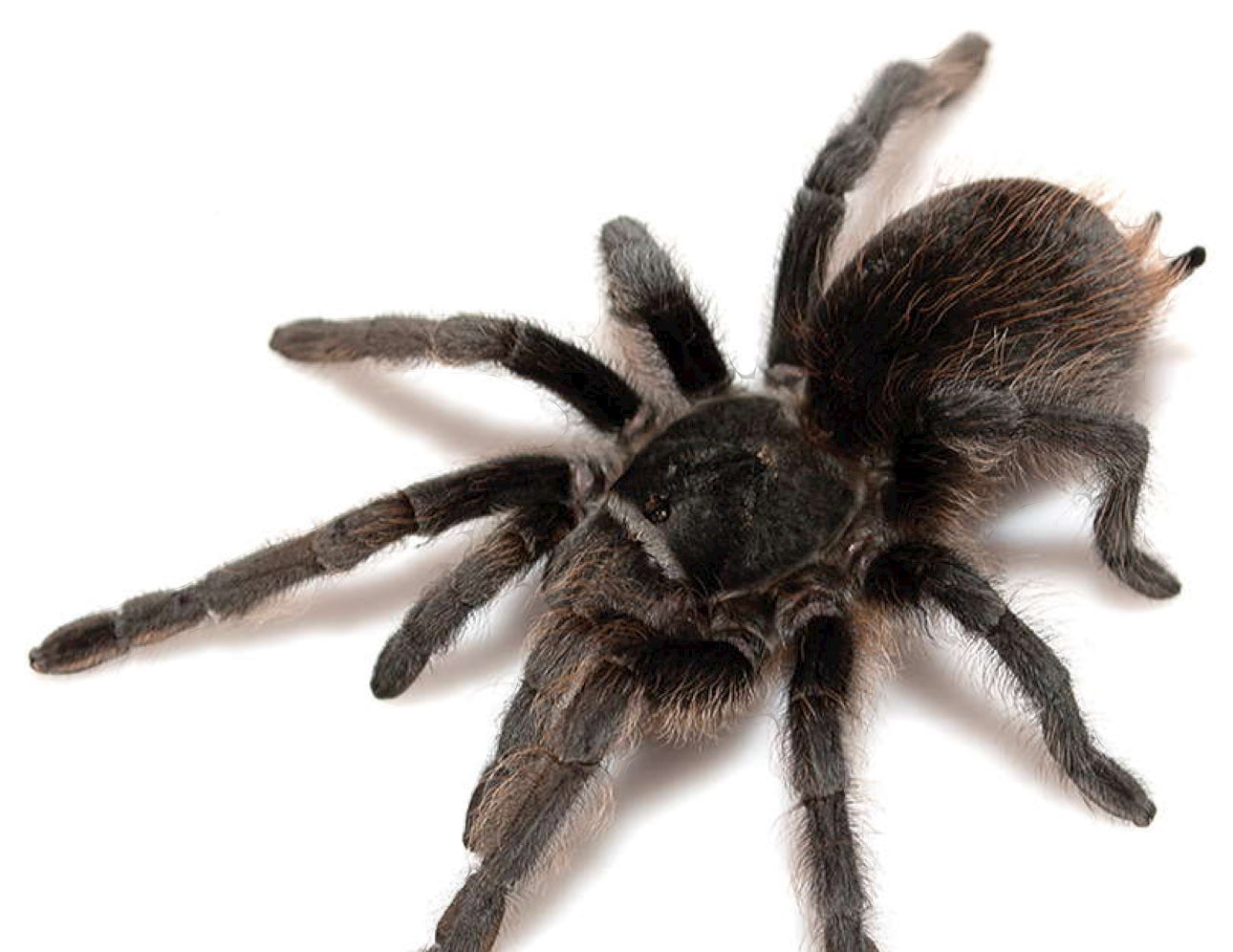 Aphonopelma marxi (Grand Canyon Black Tarantula)