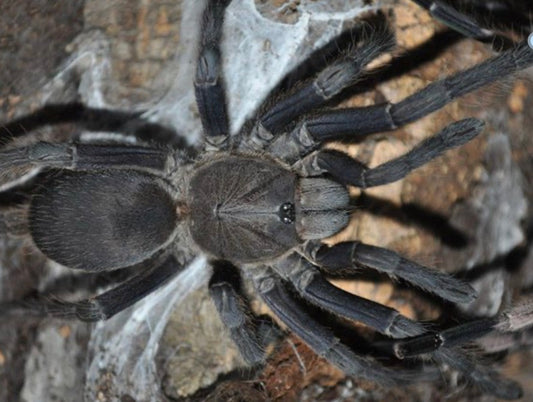 Chilobrachys sp. “Saraburi”