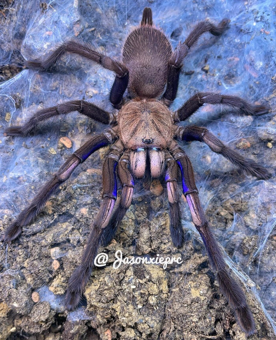 Chilobrachys Natanicharum (Vietnam Electric Blue Earth Tiger)