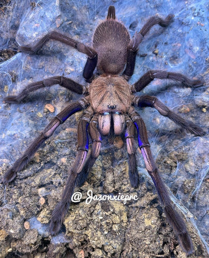 Chilobrachys Natanicharum (Vietnam Electric Blue Earth Tiger)