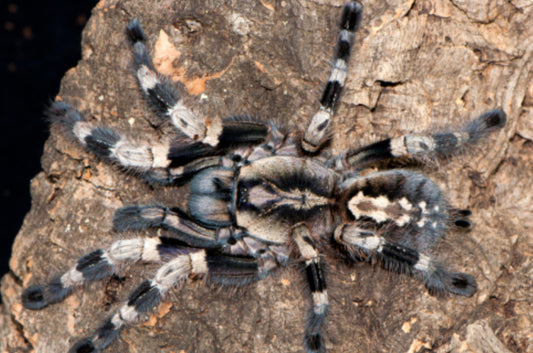 Poecilotheria Miranda
(Bengal Spotted Ornamental)