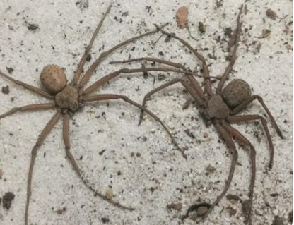 Sicarius Thomisoides