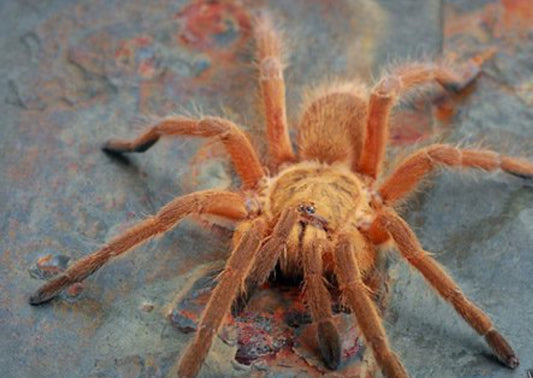 Chilobrachys Huahini (Asian Fawn)