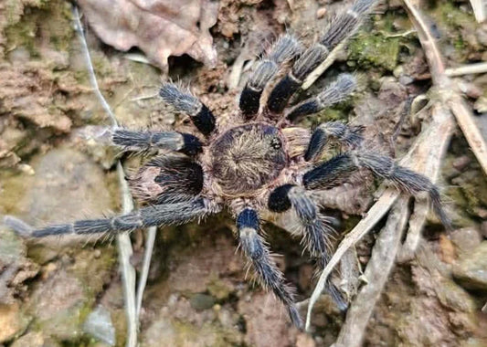 Cyriocosmus sp. 'Ventana'