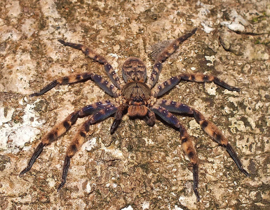 Heteropoda lunula