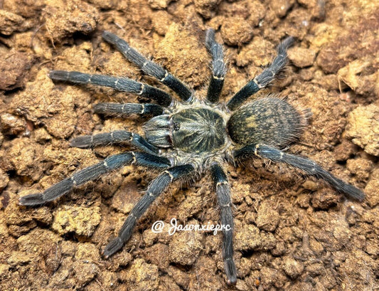 Harpactira Marksi