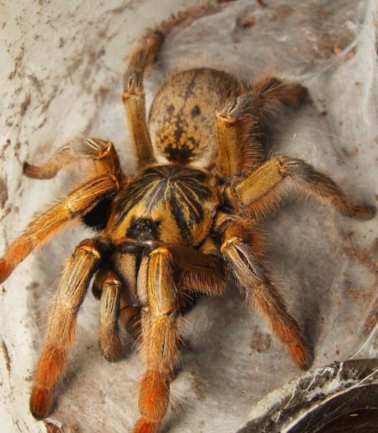 Augacephalus Breyeri
