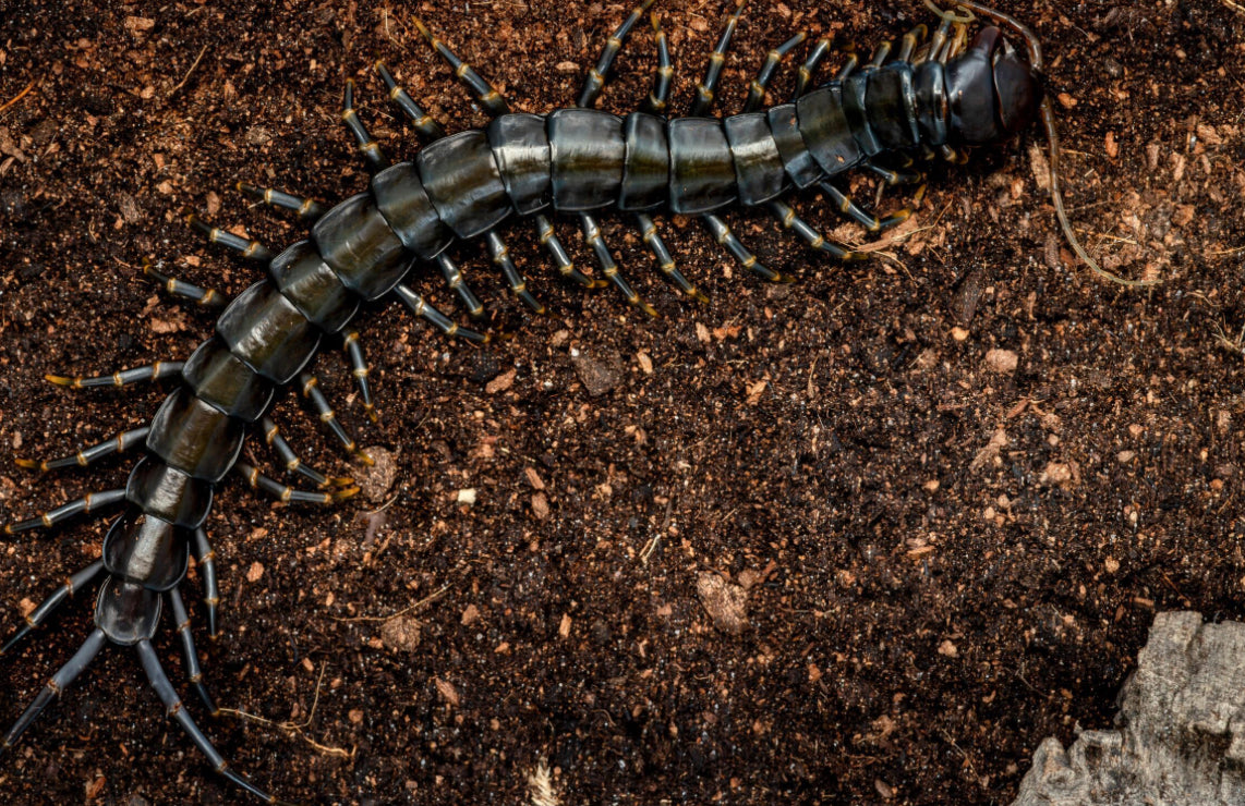 Scolopendra hainanum “black”