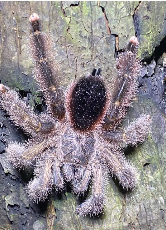 Avicularia sp. 'Huriana' (Ecuadorian Wooly Pink-toe)