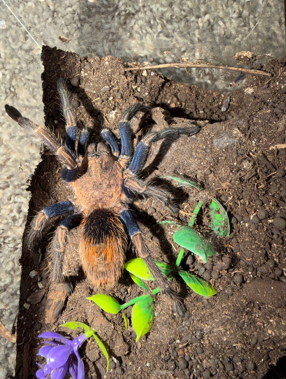Thrixopelma sp. Golden Blue
