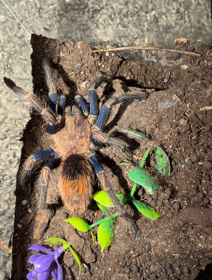 Thrixopelma sp. Golden Blue