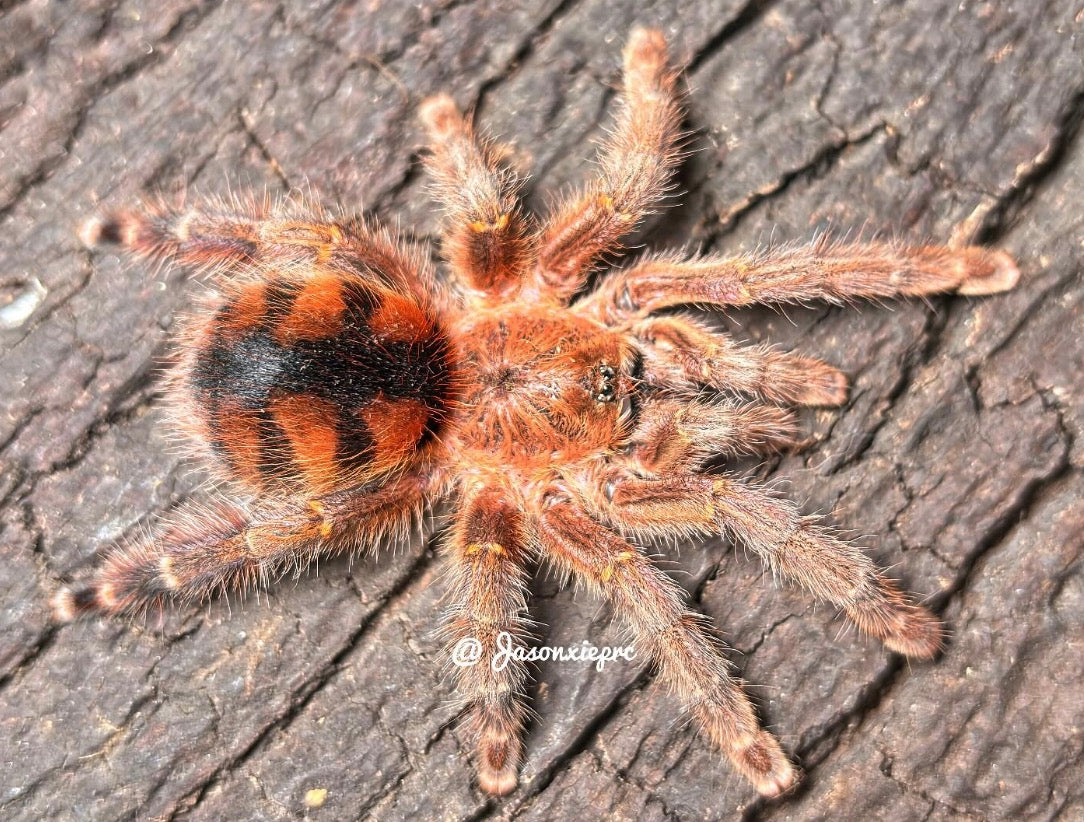 Avicularia Minatrix  (Venezuelan Redstripe Pinktoe)