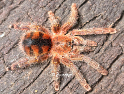 Avicularia Minatrix  (Venezuelan Redstripe Pinktoe)