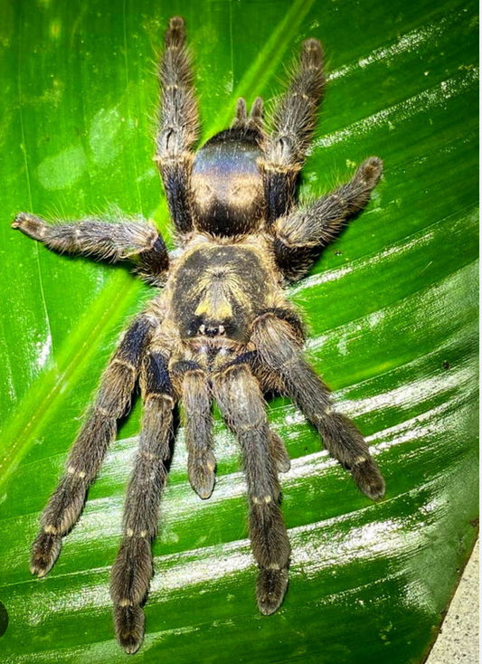 Tapinauchenius sp. Yasuni