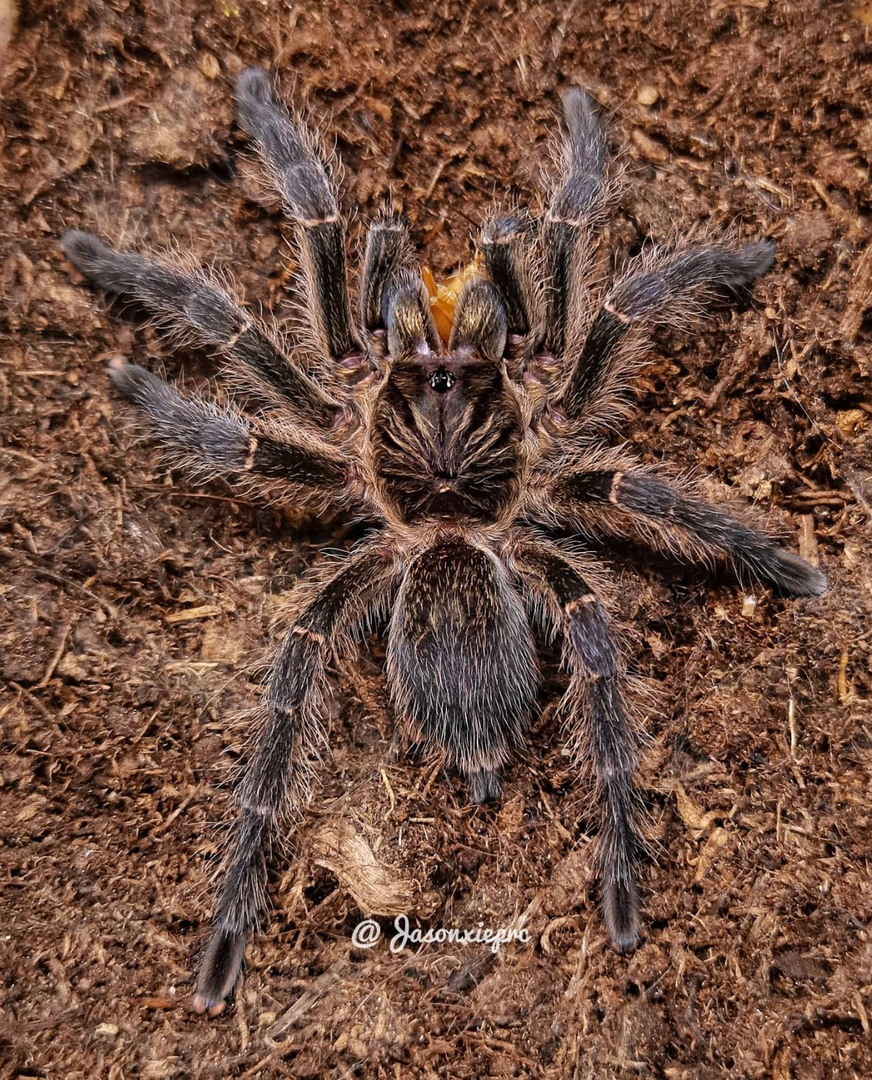 Harpactira Baviana
