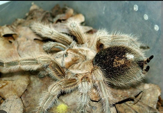 Grammostola sp. 'North’ (Chilean Gold Tarantula)