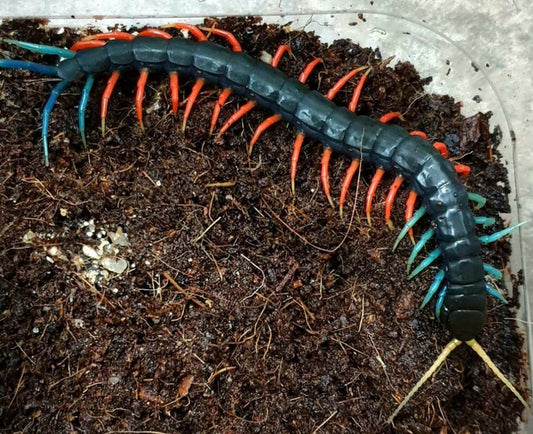 Scolopendra sp. Malaysian Jewel