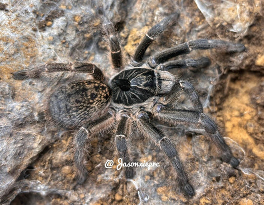 Ceratogyrus Marshalli (Straight-horned Baboon)