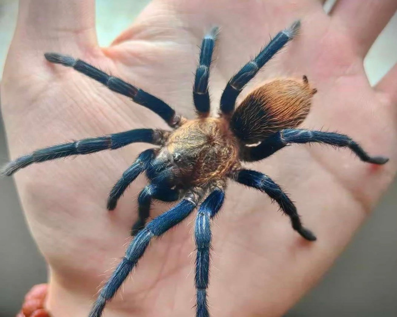 Theraphosinae sp 'Blue' (Highland Blue)