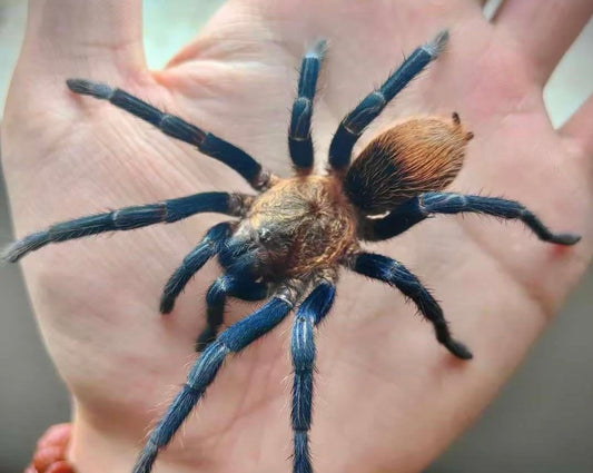 Theraphosinae sp 'Blue' (Highland Blue)