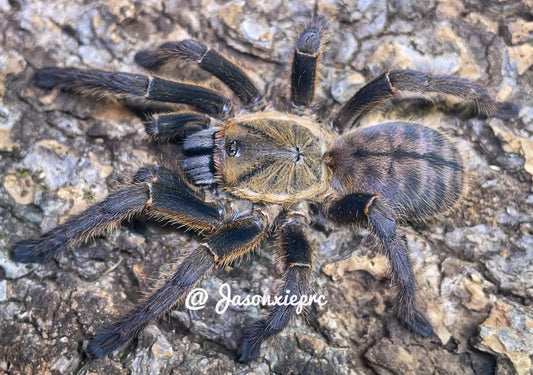 Ornithoctoninae sp. Lam Dong