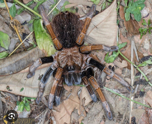 SERICOPELMA SP SANTA CATALINA