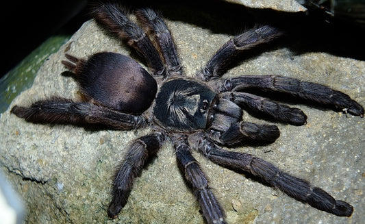Tapinauchenius plumipes (Purple Tree Spider)