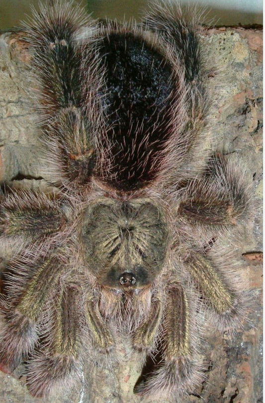 Avicularia urticans 'Green' (Peruvian Pink-toe 'Green')