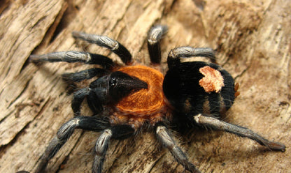 Cyriocosmus Elegans (Trinidad Dwarf Tiger)