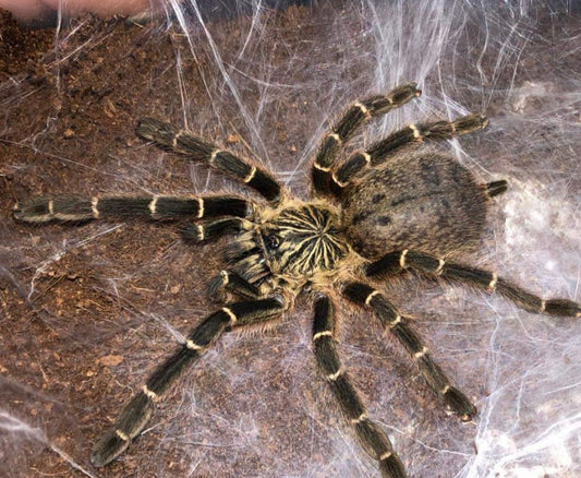 Pterinochilus Murinus (DCF)