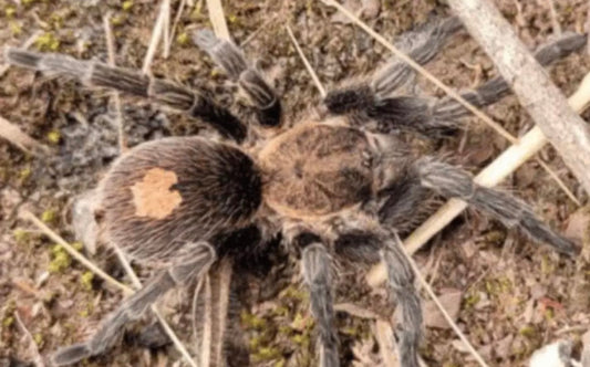 Cyriocosmus Pinturas