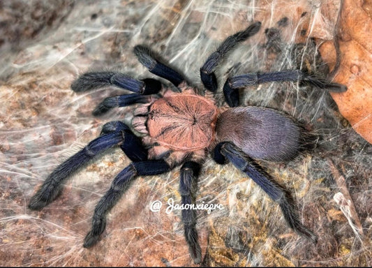 Selenocosmiinae sp. Kordillera