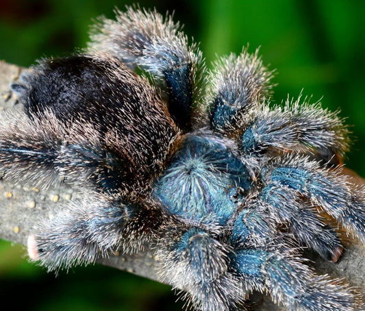 Avicularia metallica (Metallic Pinktoe)