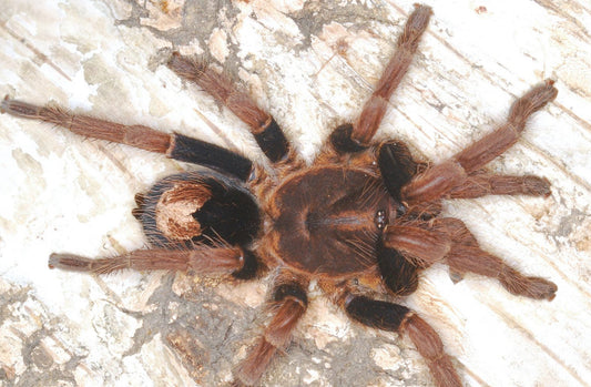 Cyriocosmus Giganteus