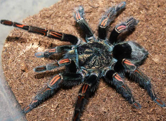 Theraphosidae sp. firestripe
Fire Stripe Birdeater