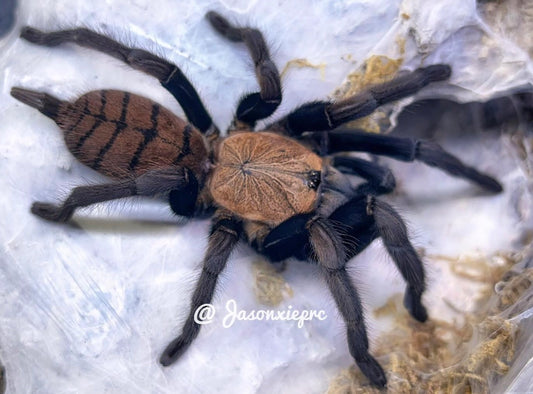 Chilobrachys Fimbriatus (Indian Violet Earth Tiger)