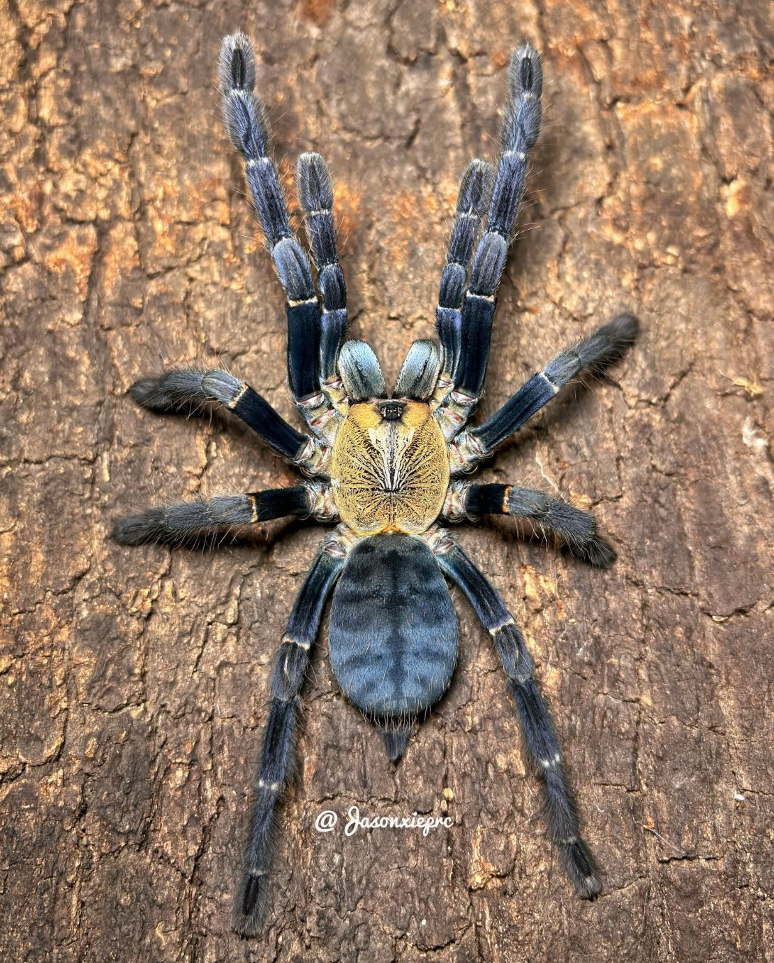 Cyriopagopus sp. Hati Hati ( Bornean Purple Earth Tiger)