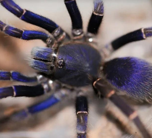 Psednocnemis Brachyramosa