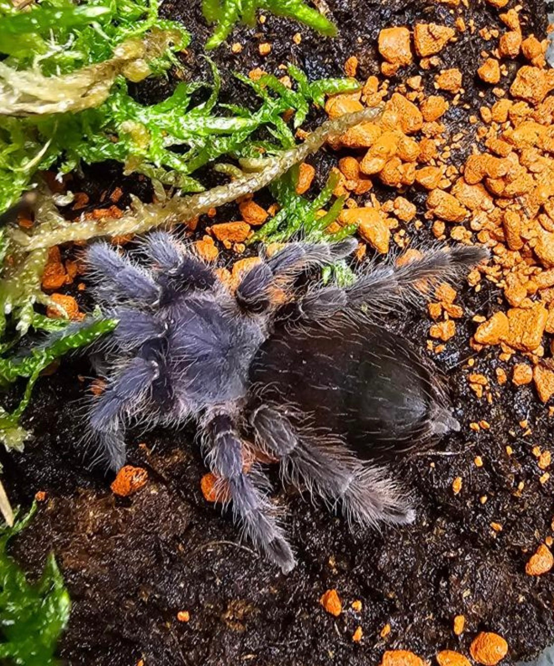 Eupalaestrus weijenberghi