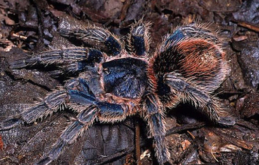 Thrixopelma Cyaneolum