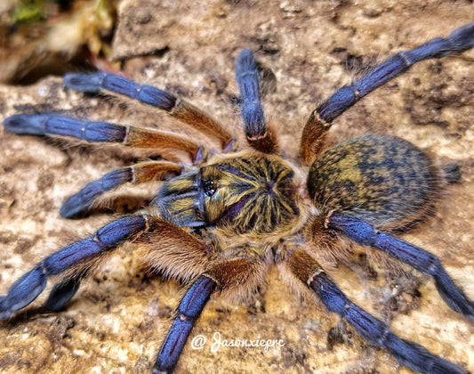 Harpactira Pulchripes (Golden Blue-Legged Baboon)