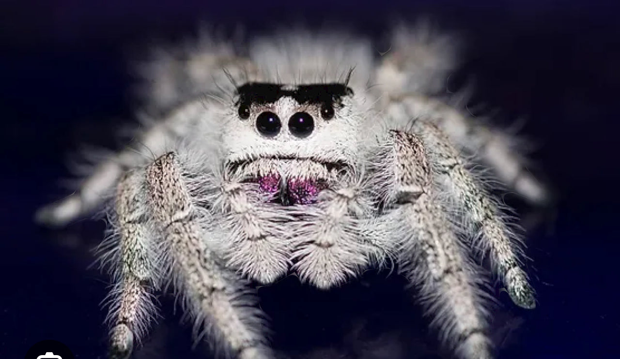 Phidippus Regius Bahama White