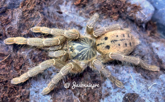 Pterinochilus lugardi (Fort Hall Baboon)
